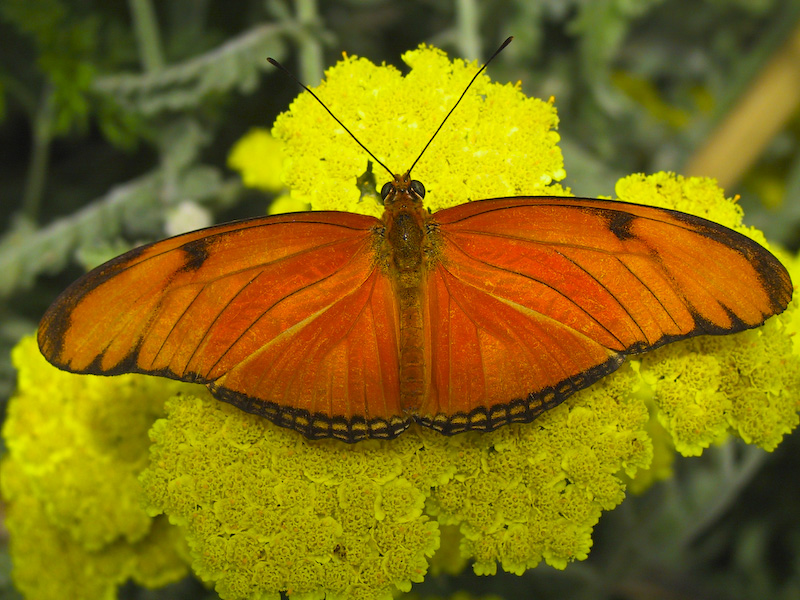 Julia Butterfly (Captive)